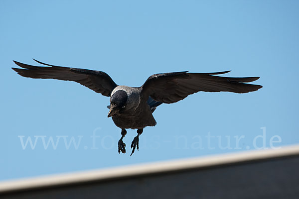 Dohle (Corvus monedula)