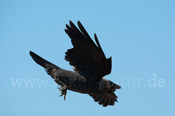 Dohle (Corvus monedula)