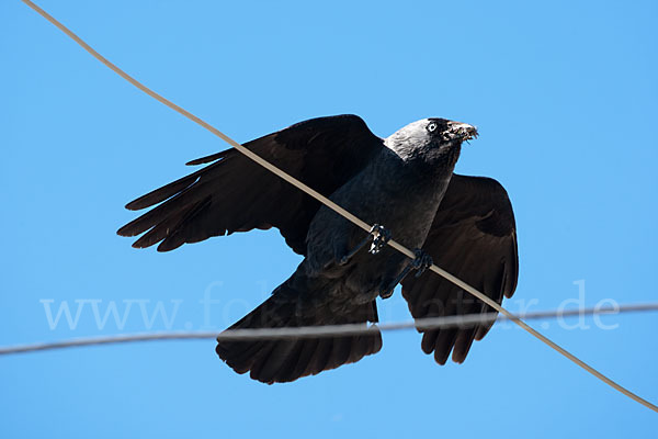 Dohle (Corvus monedula)