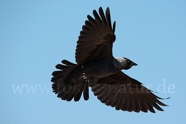 Dohle (Corvus monedula)