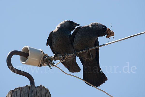 Dohle (Corvus monedula)