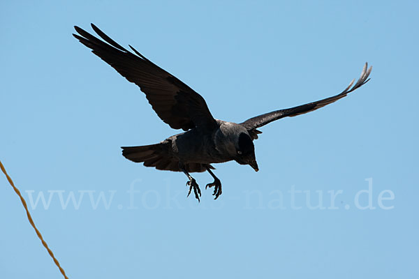 Dohle (Corvus monedula)