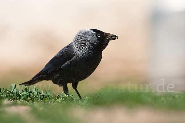 Dohle (Corvus monedula)