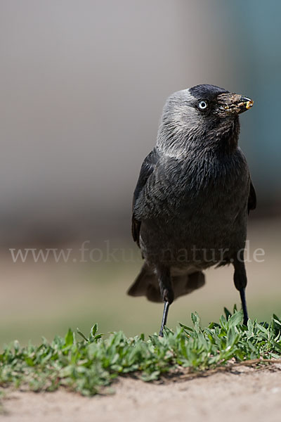 Dohle (Corvus monedula)