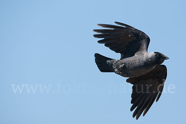 Dohle (Corvus monedula)