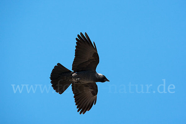 Dohle (Corvus monedula)