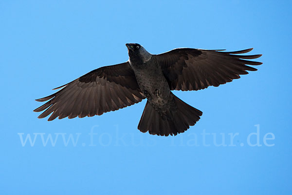 Dohle (Corvus monedula)