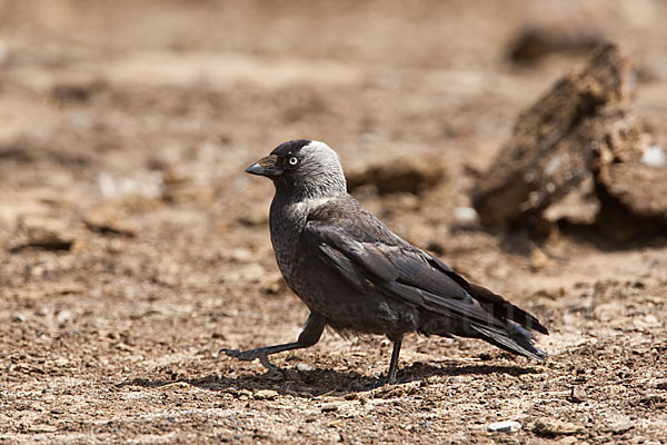 Dohle (Corvus monedula)