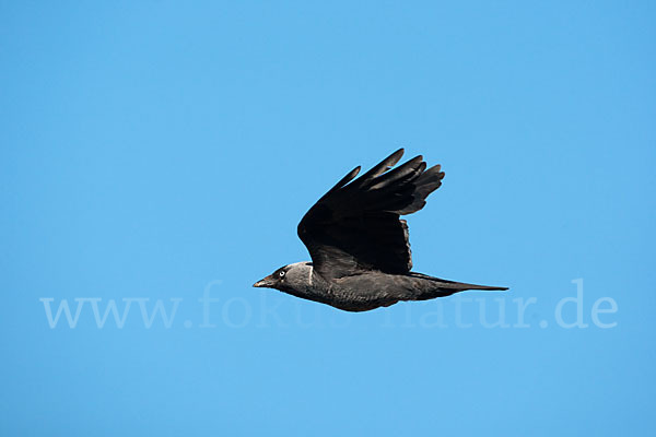 Dohle (Corvus monedula)