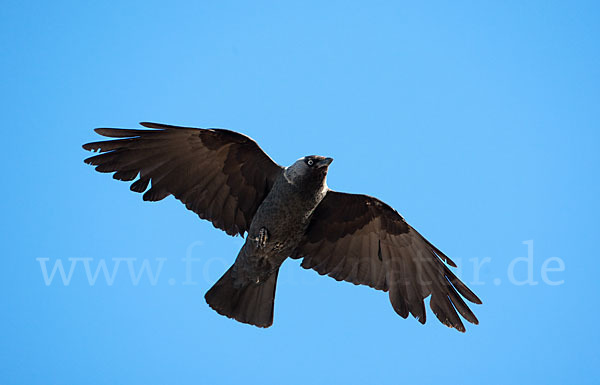 Dohle (Corvus monedula)