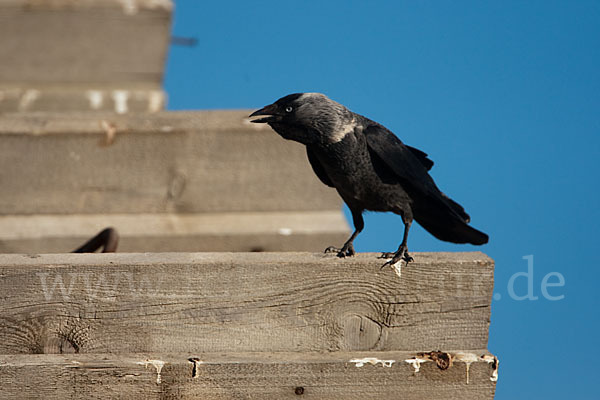 Dohle (Corvus monedula)