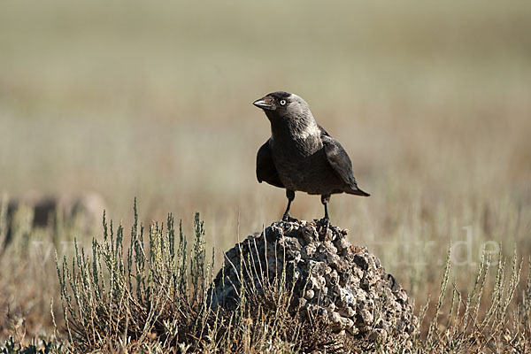 Dohle (Corvus monedula)