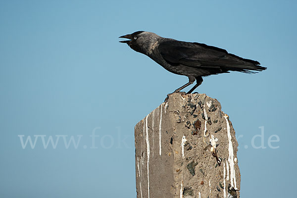 Dohle (Corvus monedula)