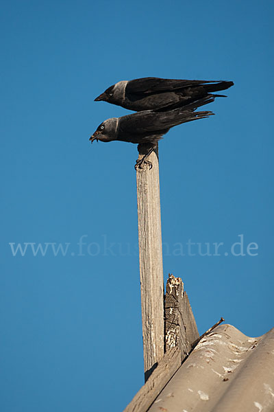 Dohle (Corvus monedula)