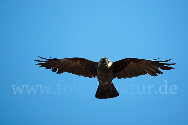 Dohle (Corvus monedula)