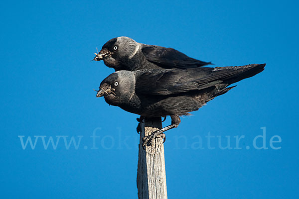 Dohle (Corvus monedula)