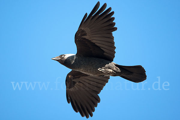 Dohle (Corvus monedula)