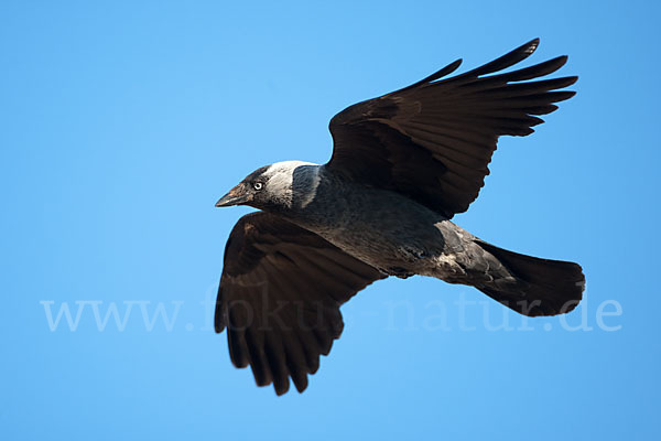 Dohle (Corvus monedula)