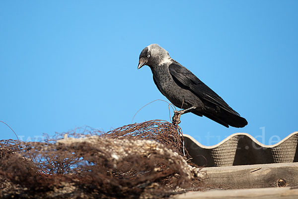 Dohle (Corvus monedula)