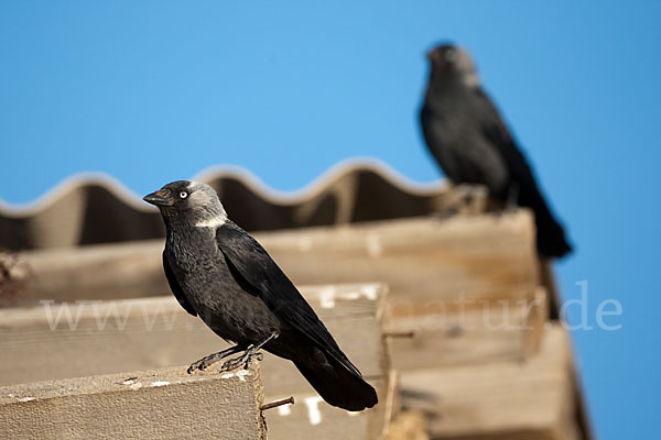 Dohle (Corvus monedula)