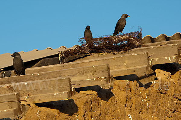 Dohle (Corvus monedula)