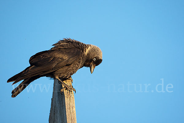 Dohle (Corvus monedula)