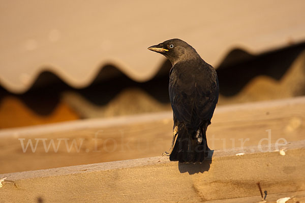 Dohle (Corvus monedula)