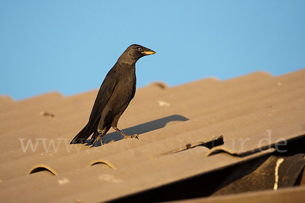 Dohle (Corvus monedula)