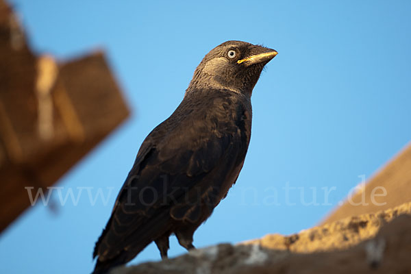 Dohle (Corvus monedula)