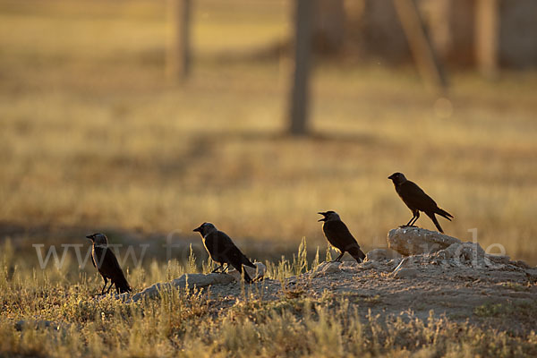 Dohle (Corvus monedula)