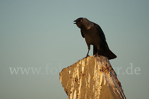 Dohle (Corvus monedula)