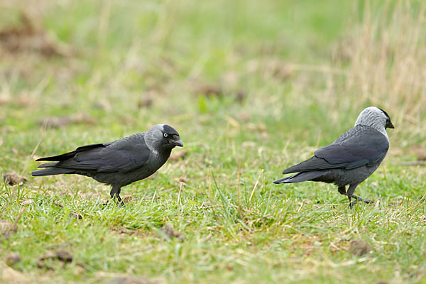 Dohle (Corvus monedula)