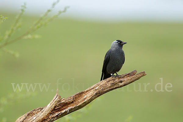 Dohle (Corvus monedula)