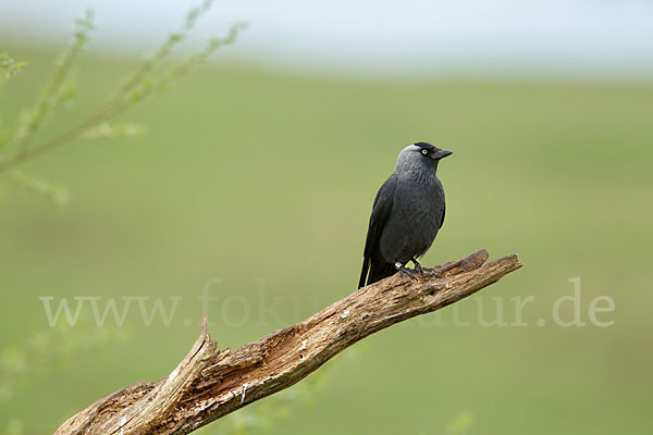 Dohle (Corvus monedula)