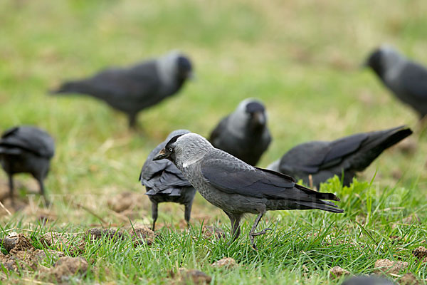 Dohle (Corvus monedula)