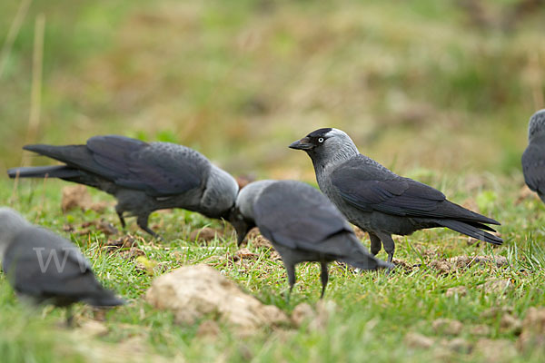 Dohle (Corvus monedula)