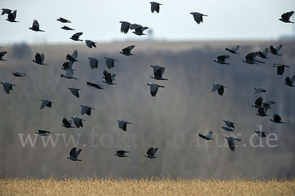 Dohle (Corvus monedula)