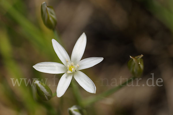 Doldiger Milchstern (Ornithogalum umbellatum)