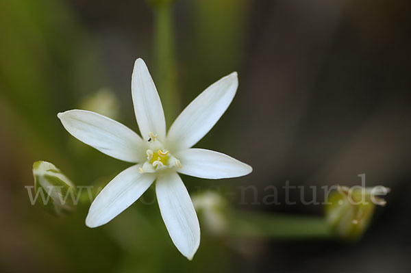 Doldiger Milchstern (Ornithogalum umbellatum)