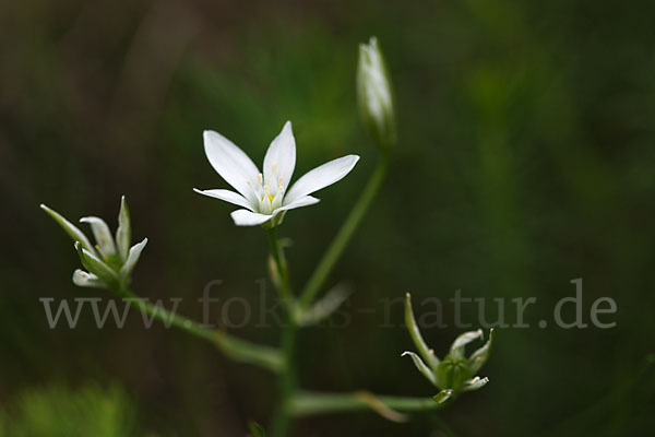 Doldiger Milchstern (Ornithogalum umbellatum)