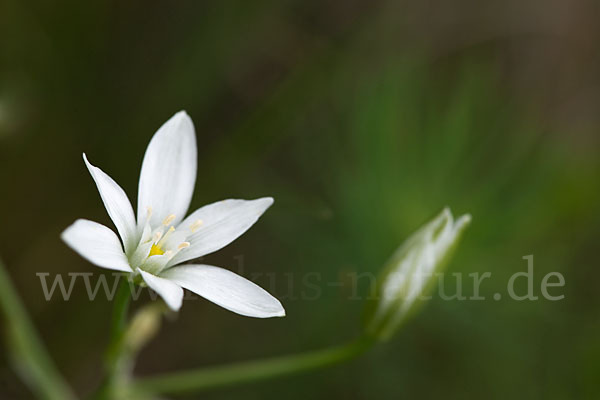 Doldiger Milchstern (Ornithogalum umbellatum)