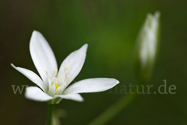 Doldiger Milchstern (Ornithogalum umbellatum)