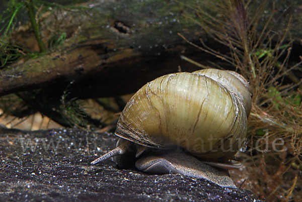 Donau-Flussdeckelschnecke (Viviparus acerosus)