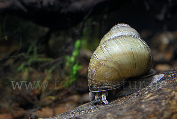 Donau-Flussdeckelschnecke (Viviparus acerosus)