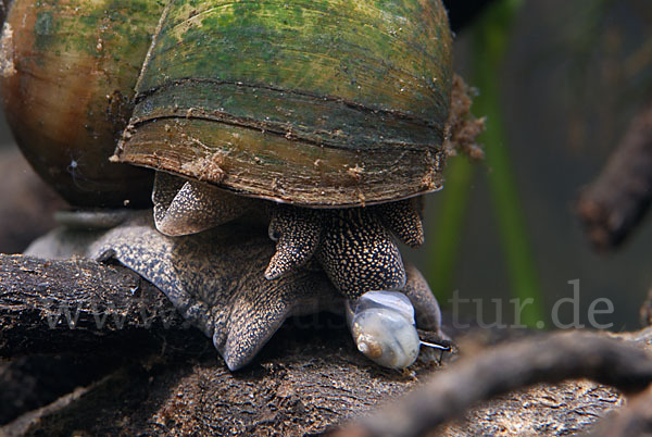 Donau-Flussdeckelschnecke (Viviparus acerosus)