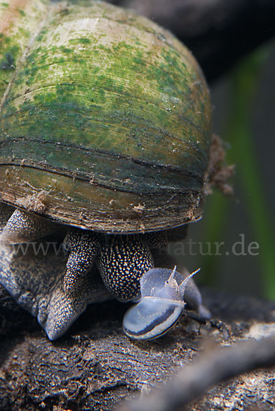 Donau-Flussdeckelschnecke (Viviparus acerosus)