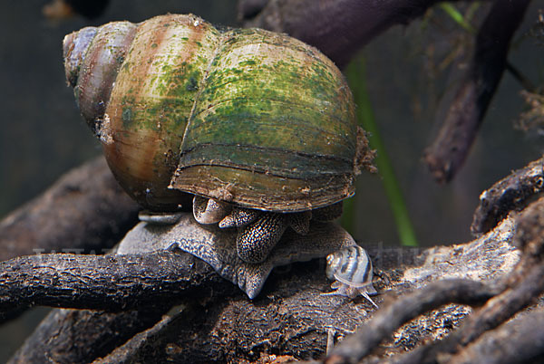 Donau-Flussdeckelschnecke (Viviparus acerosus)