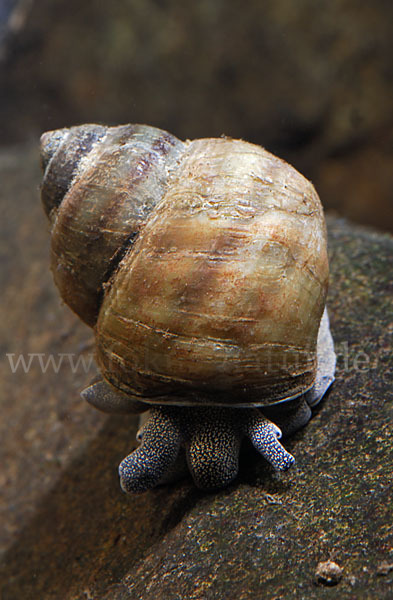 Donau-Flussdeckelschnecke (Viviparus acerosus)