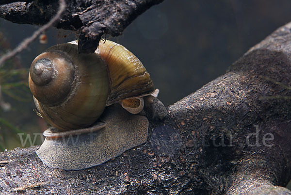 Donau-Flussdeckelschnecke (Viviparus acerosus)