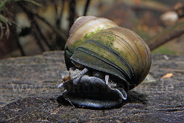 Donau-Flussdeckelschnecke (Viviparus acerosus)